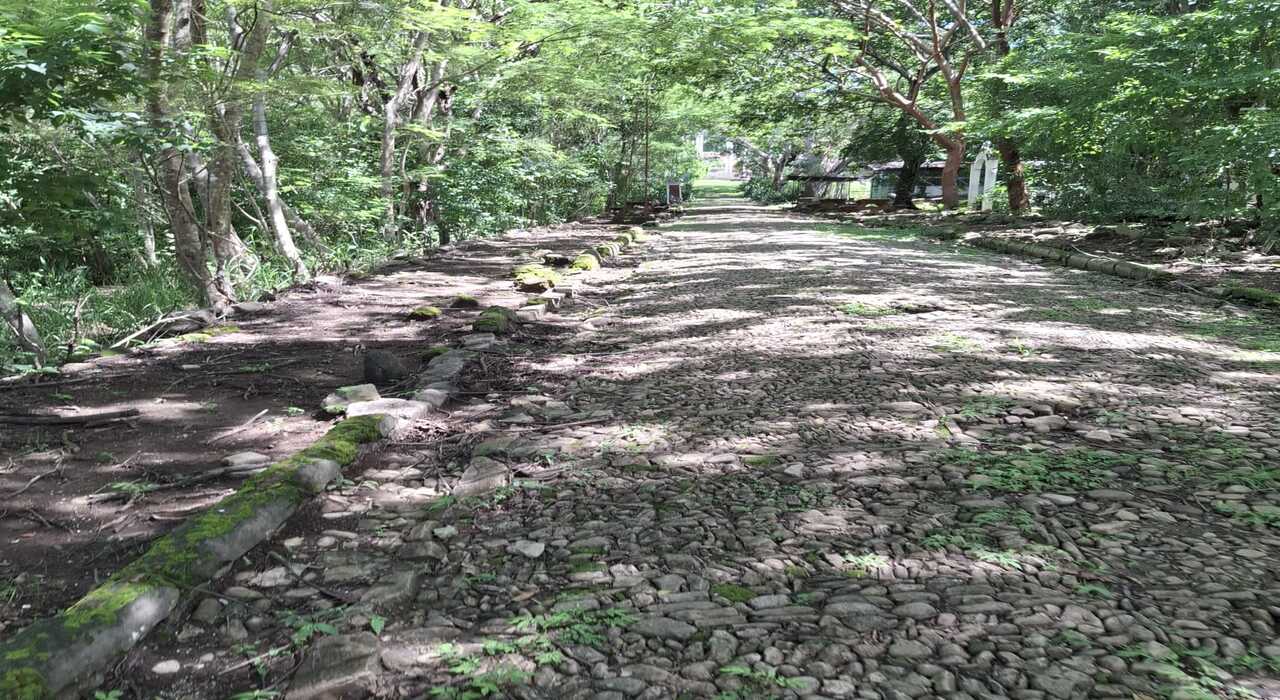 Aves en el Manglar